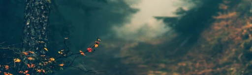 Cosmos cover photo